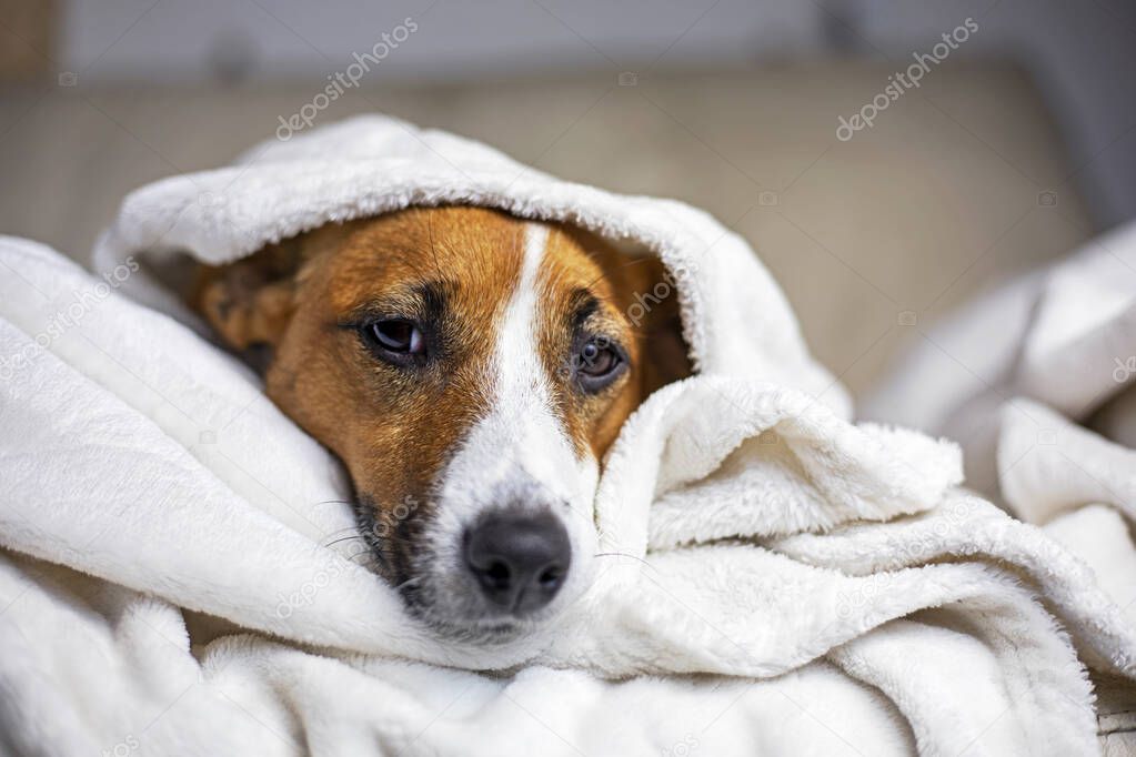 pensive Jack Russell Terrier hid under a white blanket thrown on top, comfort, horizontal, 