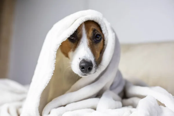Brooding Jack Russell Terrier Escondido Sob Cobertor Branco Cima Conforto — Fotografia de Stock