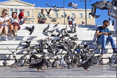 Merdivenlerde güvercinler, Europa meydanında güvercin sürüsü