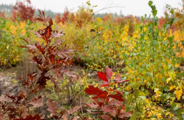 Ormanda sonbahar portakal akçaağaç çalısı, doğal arka plan