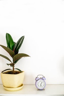Saksıda çiçek, beyaz bir masada çalar saat, İskandinav dürtüleri, dikey