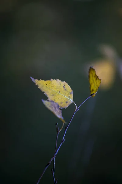 Feuille Jaune Sur Une Branche Fond Naturel Verticale — Photo