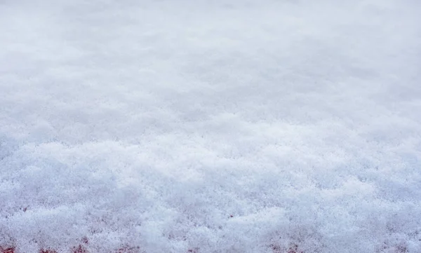 Primera Nieve Nieve Cedro Pino Cedro Pino Lancha Diseño Espinoso — Foto de Stock