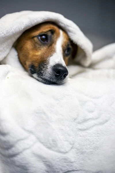 Brooding Jack Russell Terrier Escondido Sob Cobertor Branco Cima Conforto — Fotografia de Stock