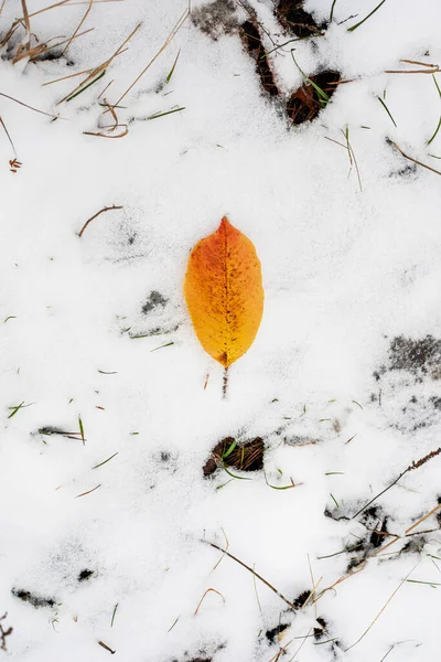 Aspen Yellow Leaf Lies Snow Forest Vertical — Stock Photo, Image