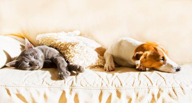 Jack Russell köpek yavrusu güneşli bir bahar gününde gri bir kediyle kanepede uyuyor.