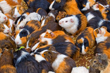 Turuncu kobay sürüsü yemek yiyor.