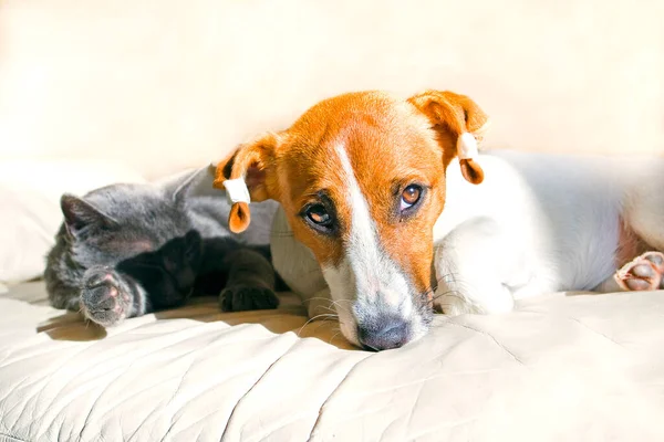 Jack Russell Cachorro Está Acostado Sofá Día Soleado — Foto de Stock