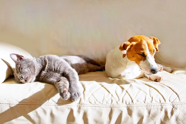 Jack Russell Szczeniak Siwy Kot Śpiący Skórzanej Kanapie Spacerze — Zdjęcie stockowe
