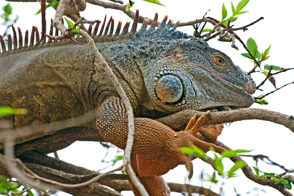 Iguane Caché Dans Feuillage Une Branche Arbre — Photo