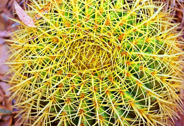 Glochidia Kaktuszok Top View Parkban Sziget Tenerife — Stock Fotó