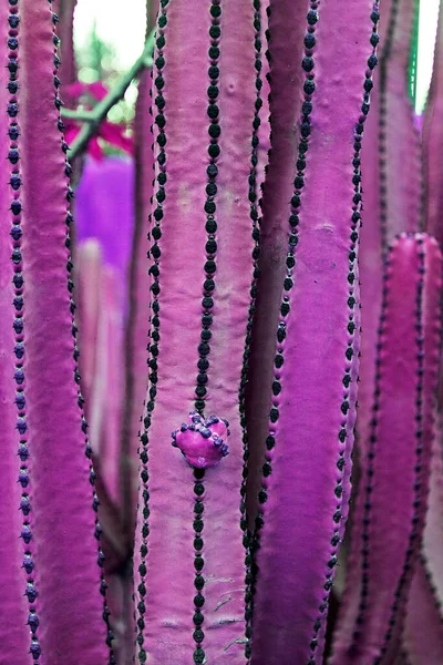 Cactus Rosa Della Famiglia Maugivan Sull Isola Tenerife — Foto Stock