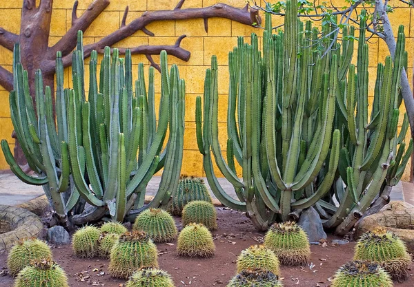 Différents Cactus Dans Parc Sur Les Restes Tenerife — Photo