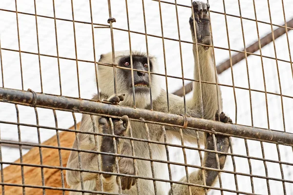 Primate Regarde Hors Cage Les Singes Zoo — Photo