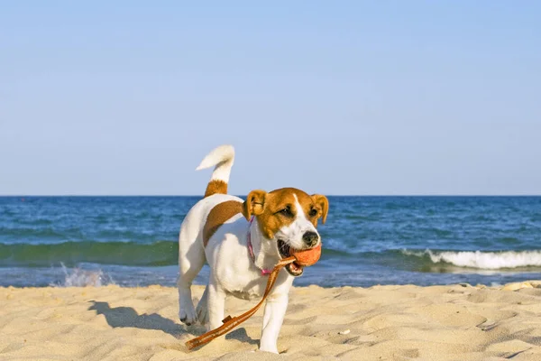 Feliz Jack Russell Terrier Con Bola Orilla Del Mar — Foto de Stock