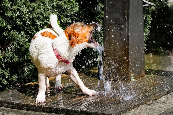 Happy Jack Russell Playing Jet Water Shower Summer Day — Stock Photo, Image