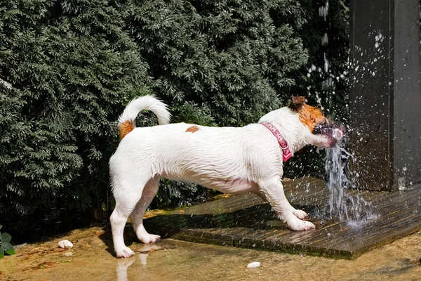 Mutlu Jack Russell bir yaz günü su banyosu yapar.