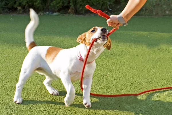 Happy Puppy Jack Russell Playing Red Rope Grass — Stock Photo, Image
