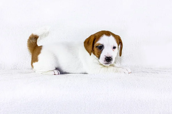 かわいい独占子犬のジャック ラッセル テリアは白い毛布の背景にあり — ストック写真