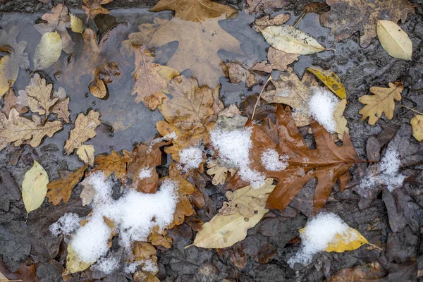 Folhas Carvalho Caído Floresta Neve Estrada Uma Poça Fundo Natural — Fotografia de Stock