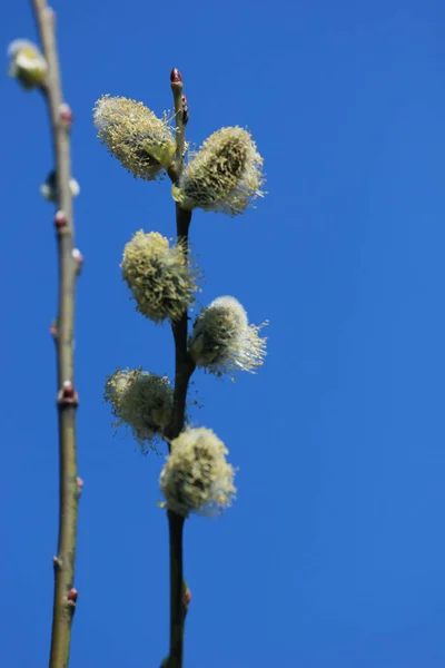 Pilkvist Skogen Med Blomstrande Knopp Mot Den Blå Himlen Påskdagen — Stockfoto