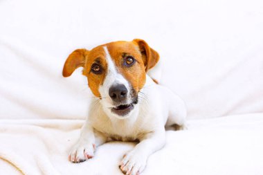  Jack Russell Terrier beyaz bir yatak örtüsü üzerinde gözlerinin içine bakar.