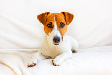 Genç Jack Russell Terrier beyaz bir yatak örtüsünde yatıyor.