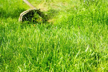 Yeşil çimen arka planında dizgisi olan biçici pervanesi bobbin