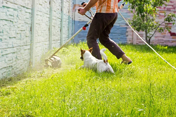 Trimer Memotong Rumput Dengan Jack Russell Terrier — Stok Foto