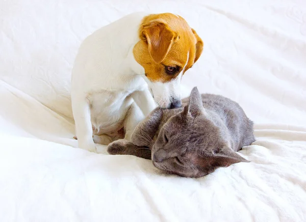 Jack Russell Terrier Despierta Gato Gris Sofá — Foto de Stock