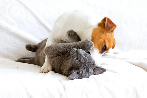 Jack Russell Terrier Interpretado Mordisqueando Gato Gris — Foto de Stock