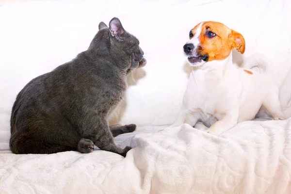 Jack Russell Terrier Atrapa Gato Gris Perfil — Foto de Stock