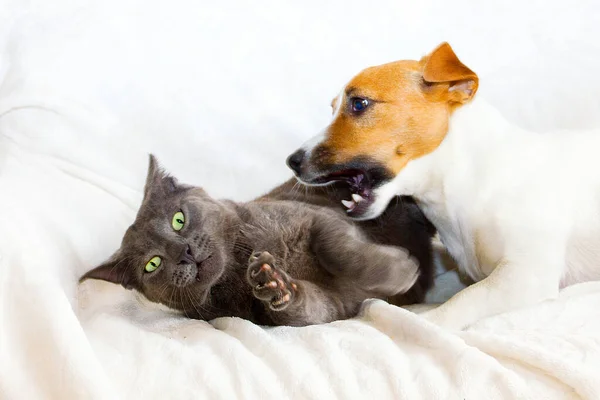 Jack Russell Terrier Zabawia Się Szarym Kotem Który Chce Uciec — Zdjęcie stockowe