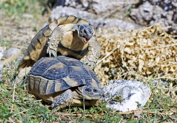 Tortugas Griegas Temporada Apareamiento Macho Hembra — Foto de Stock