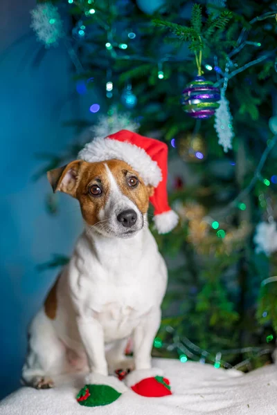 Jack Russell Terrier Santa Claus Hat Sits Christmas Tree Vertical — Stock Photo, Image
