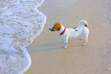 Jack Russell Terrier sahilde duruyor ve yüzen sahibini bekliyor.