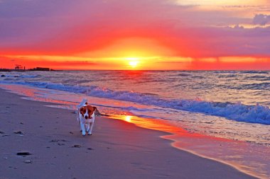 Jack Russell Terrier yavrusu ve deniz kenarında gün doğumu. Güneşin yarısı ufukta beliriyor.