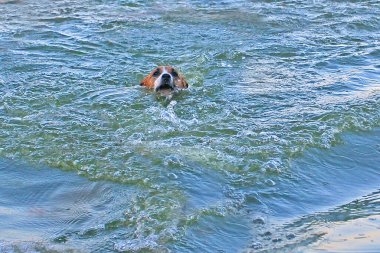 Mutlu Jack Russell Terrier spreyin ortasında suda yüzüyor.
