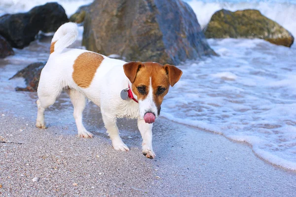 Jack Russell Teriér Dívka Mokrými Vlasy Pláži Časných Ranních Hodinách — Stock fotografie