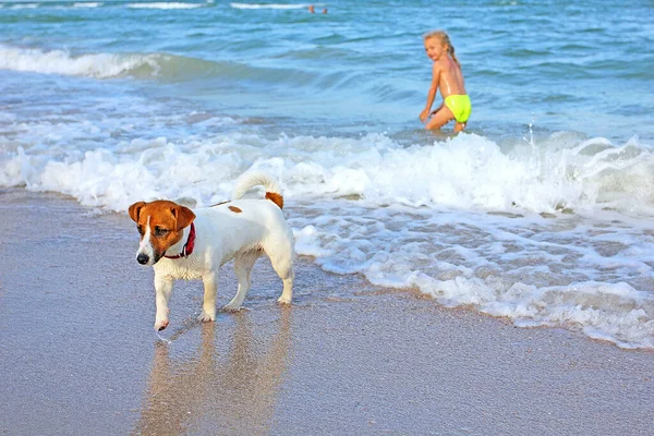Jack Russell Terrier Chica Después Nadar Mar — Foto de Stock