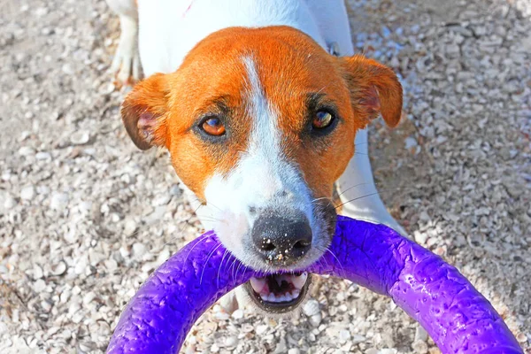 Dog Jack Russell Terrier Stopt Een Trekker Het Strand Bij — Stockfoto