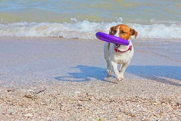 Perro Jack Russell Terrier Lleva Tirador Fuera Del Agua Por — Foto de Stock