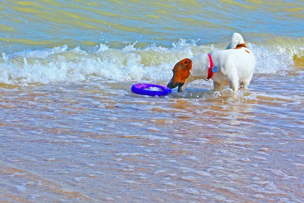 Dog Jack Russel Terrier Hordoz Egy Húzó Víz Tenger Elmosódni — Stock Fotó