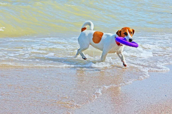 Dog Jack Russell Terrier Carrega Extrator Água Junto Mar Para — Fotografia de Stock