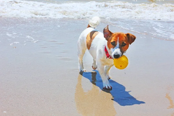 Šťastný Jack Russell Teriér Nese Ústech Míč Který Vytáhl Moře — Stock fotografie