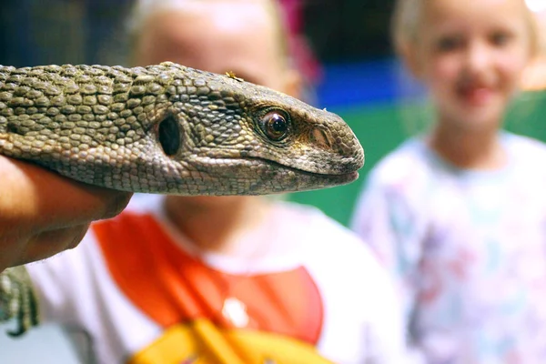 Lézard Tête Dans Zoo Tactile Portée Main — Photo