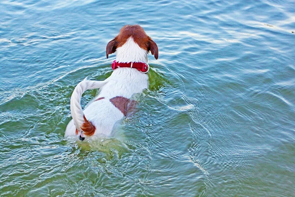 Šťastný Jack Russell Teriér Zezadu Přichází Vody — Stock fotografie