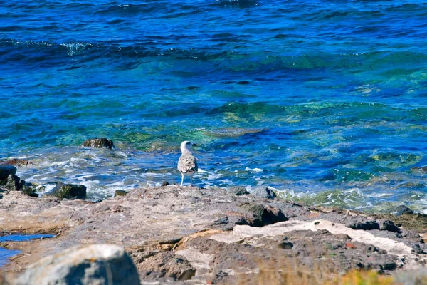 Einsame Wilde Möwe Der Küste Der Insel Ägina Griechenland — Stockfoto