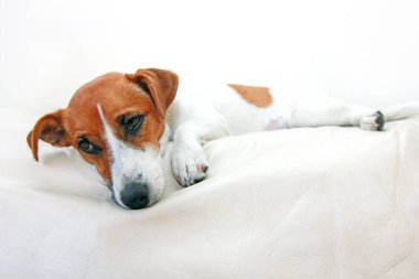 Köpek Jack Russell Terrier zehirlendikten sonra beyaz arka planda, kanepede yatar.