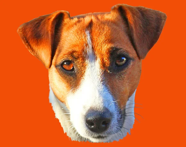 Jack Russell Terrier Head Orange Background — Stock Photo, Image